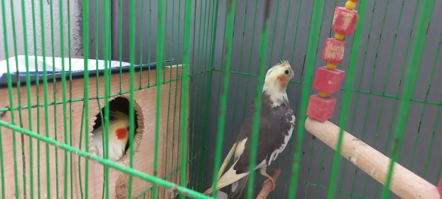 عروس نر و ماده همراه قفس و لانه|پرنده|رشت, سلیمانداراب|دیوار