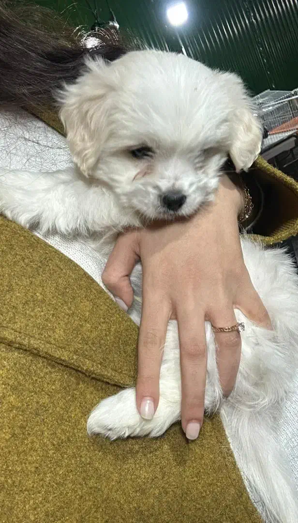 شیتزو عروسکی|سگ|شیراز, محراب|دیوار