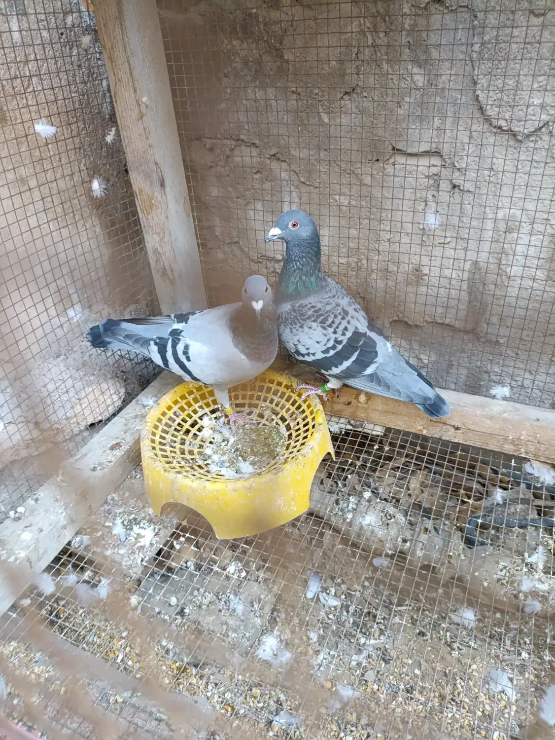 کبوتر مسابقه ای پلاکی|پرنده|بندر گناوه, |دیوار