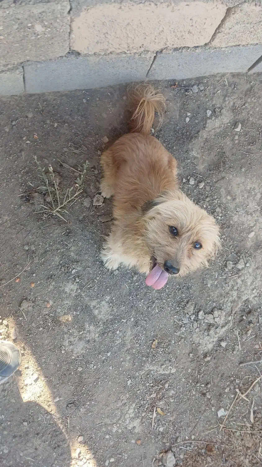 سگ پاکوتاه|سگ|شاهرود, |دیوار