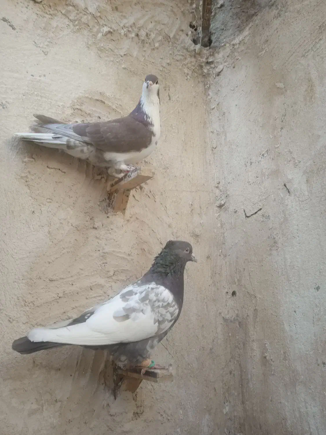 کبوتر|پرنده|زاهدان, |دیوار