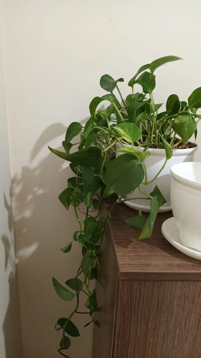 ۵ عدد گلدان نو  جنس پلاستیک سفید براق|گل و گیاه طبیعی|تهران, تهرانسر شرقی|دیوار