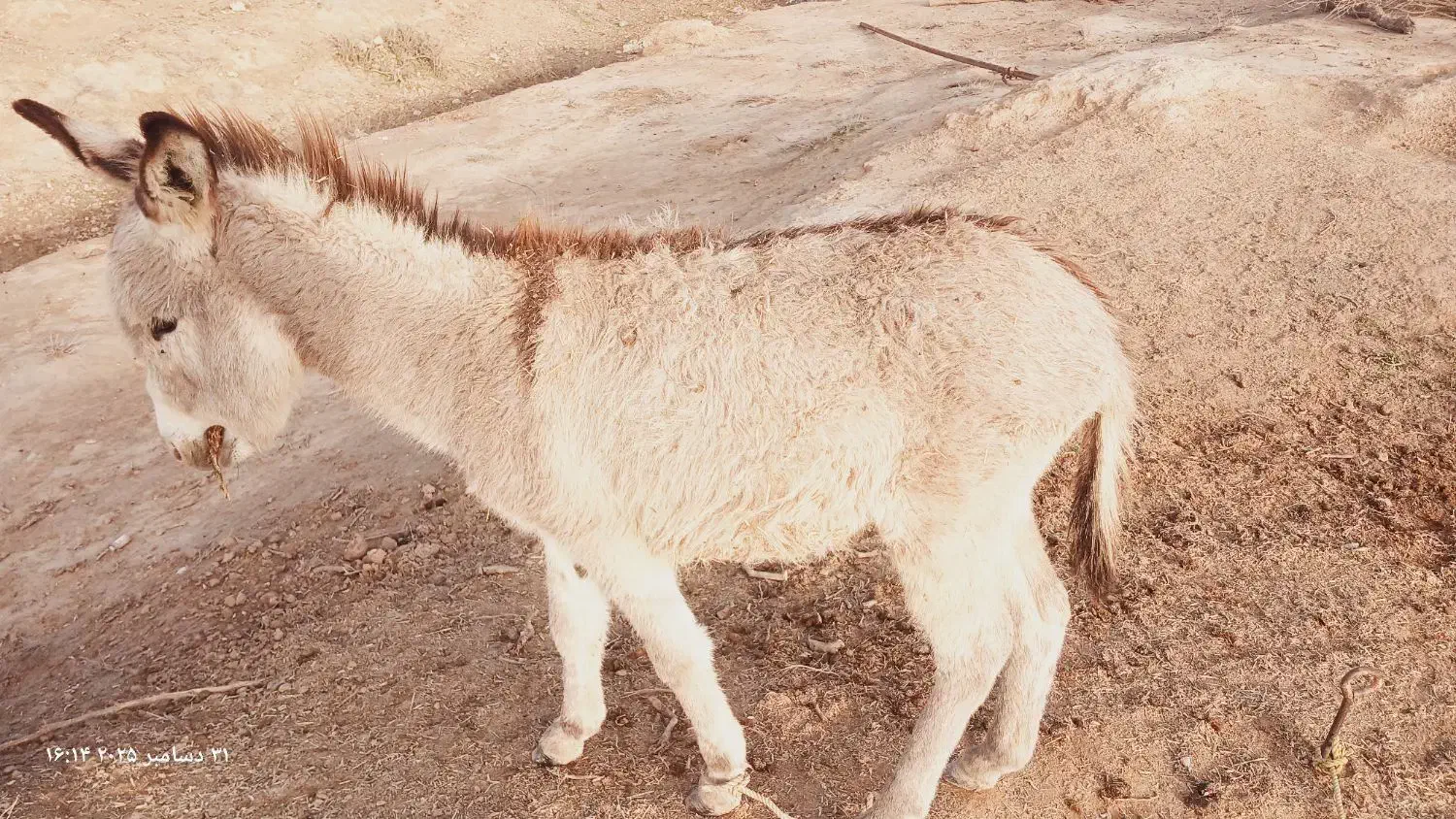 الاغ و|حیوانات مزرعه|شوشتر, |دیوار