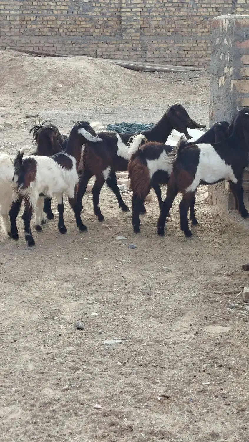 ۶بزغاله ماده تخمی تکه خورده ( همشون لینگ سه قلو )|حیوانات مزرعه|ملک‌آباد, |دیوار