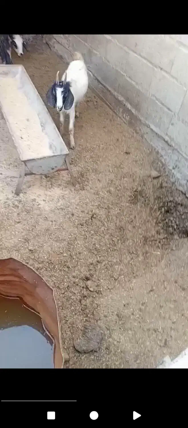 فروش بزغاله نر|حیوانات مزرعه|گمیشان, |دیوار