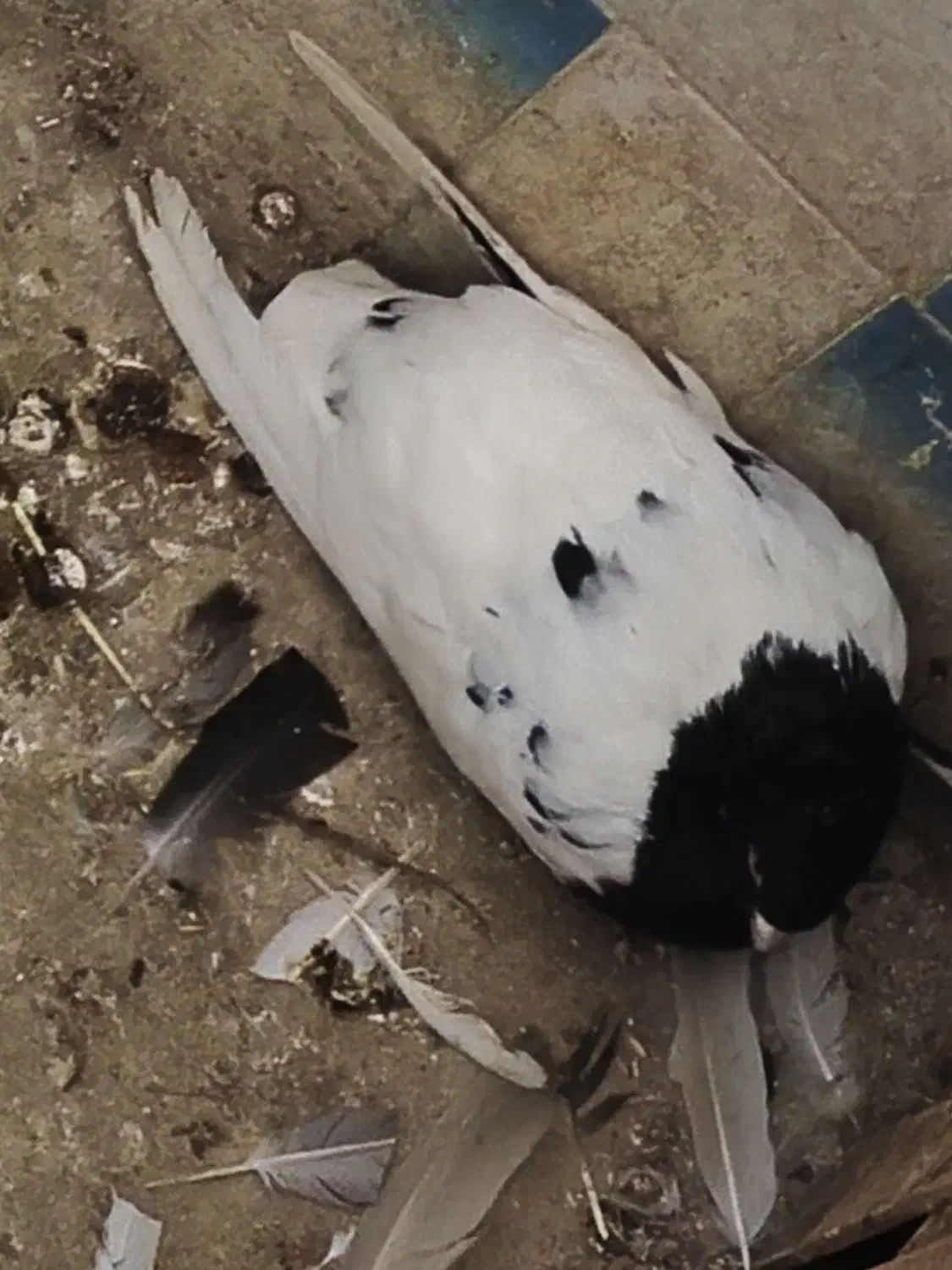 کبوتر|حیوانات|اهواز, شریعتی جنوبی|دیوار