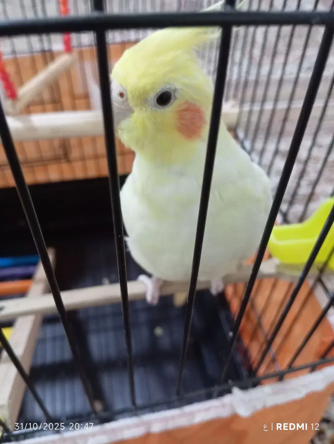 عروس هلندی رام رنگ لوتینو|پرنده|کرمانشاه, |دیوار