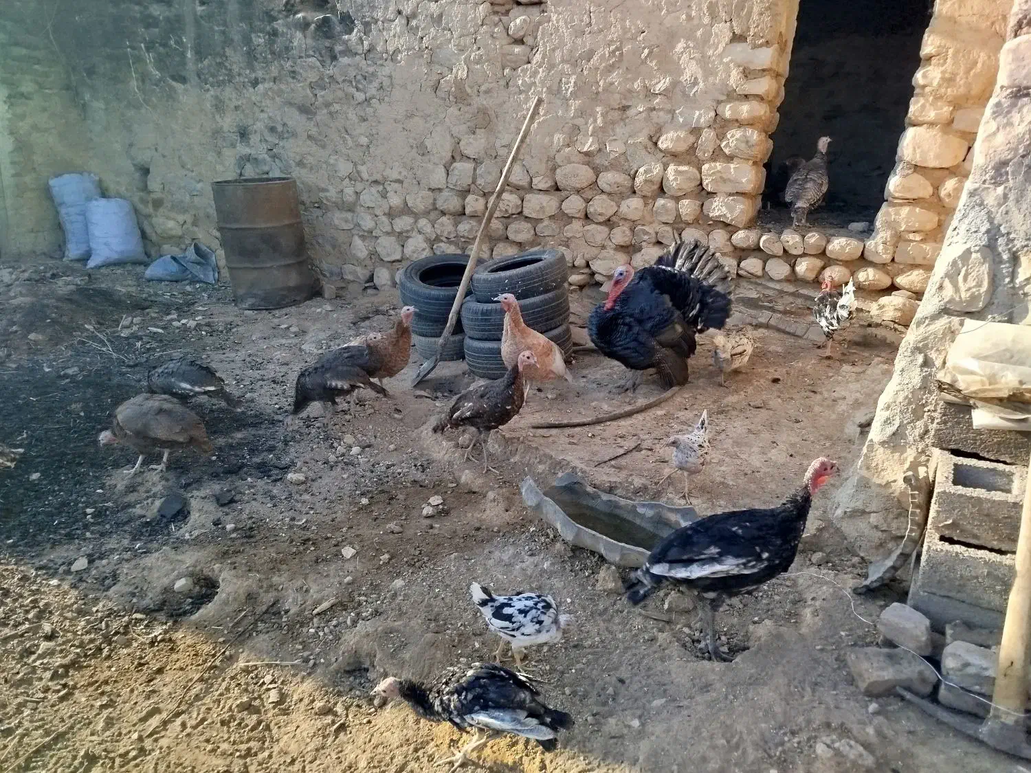 بوقلمون سالم و سرحال|حیوانات مزرعه|کوهدشت, |دیوار