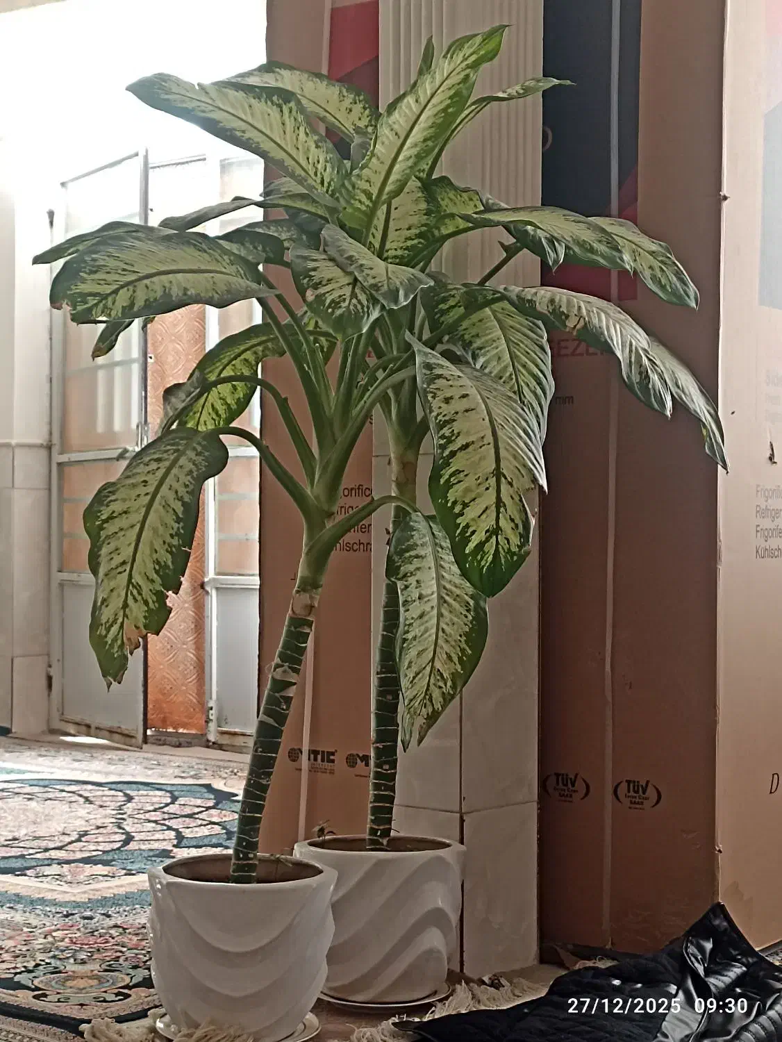 گل دیفن|گل و گیاه طبیعی|نیشابور, شهرک رضوی|دیوار