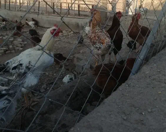 فروش مرغ و خروس محلی|حیوانات مزرعه|پیشوا, |دیوار