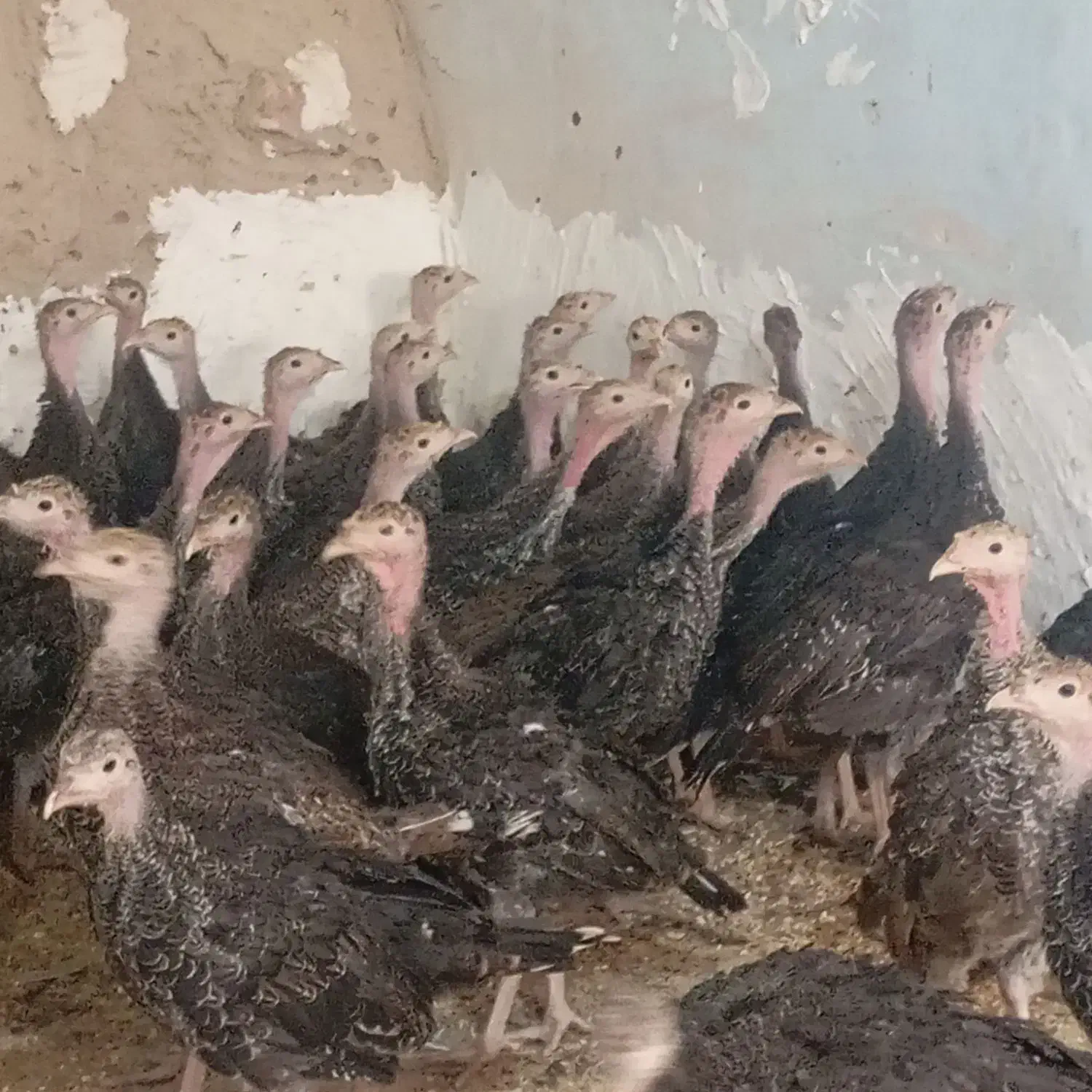 جوجه بوقلمون برنز60روزه|حیوانات مزرعه|ساوه, |دیوار