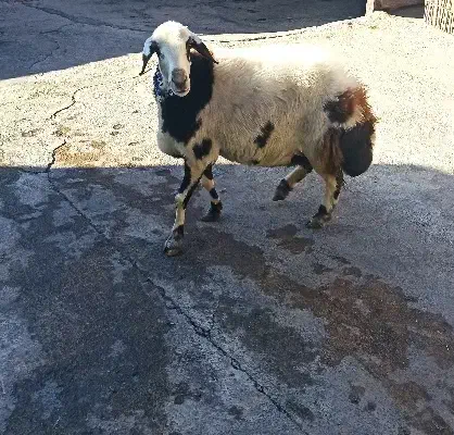 میش پلنگی پوست گاوی|حیوانات مزرعه|فیروزآباد (لرستان), |دیوار