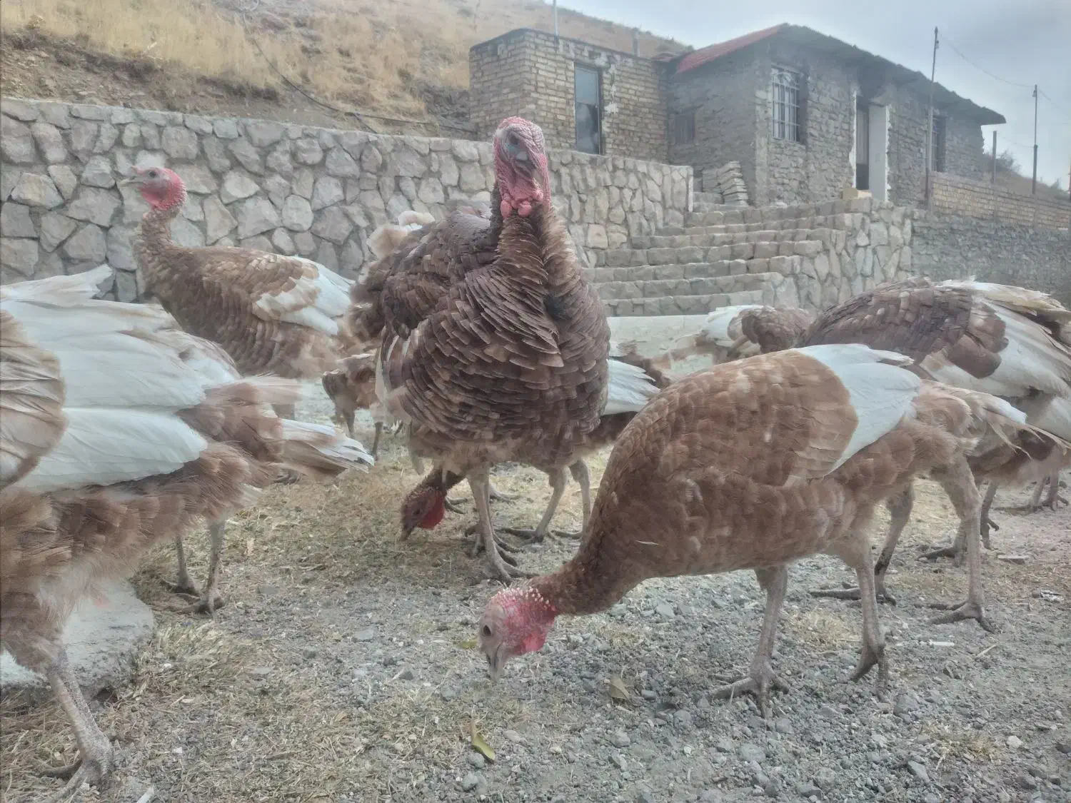 بوقلمون بوربون|حیوانات مزرعه|قزوین, |دیوار