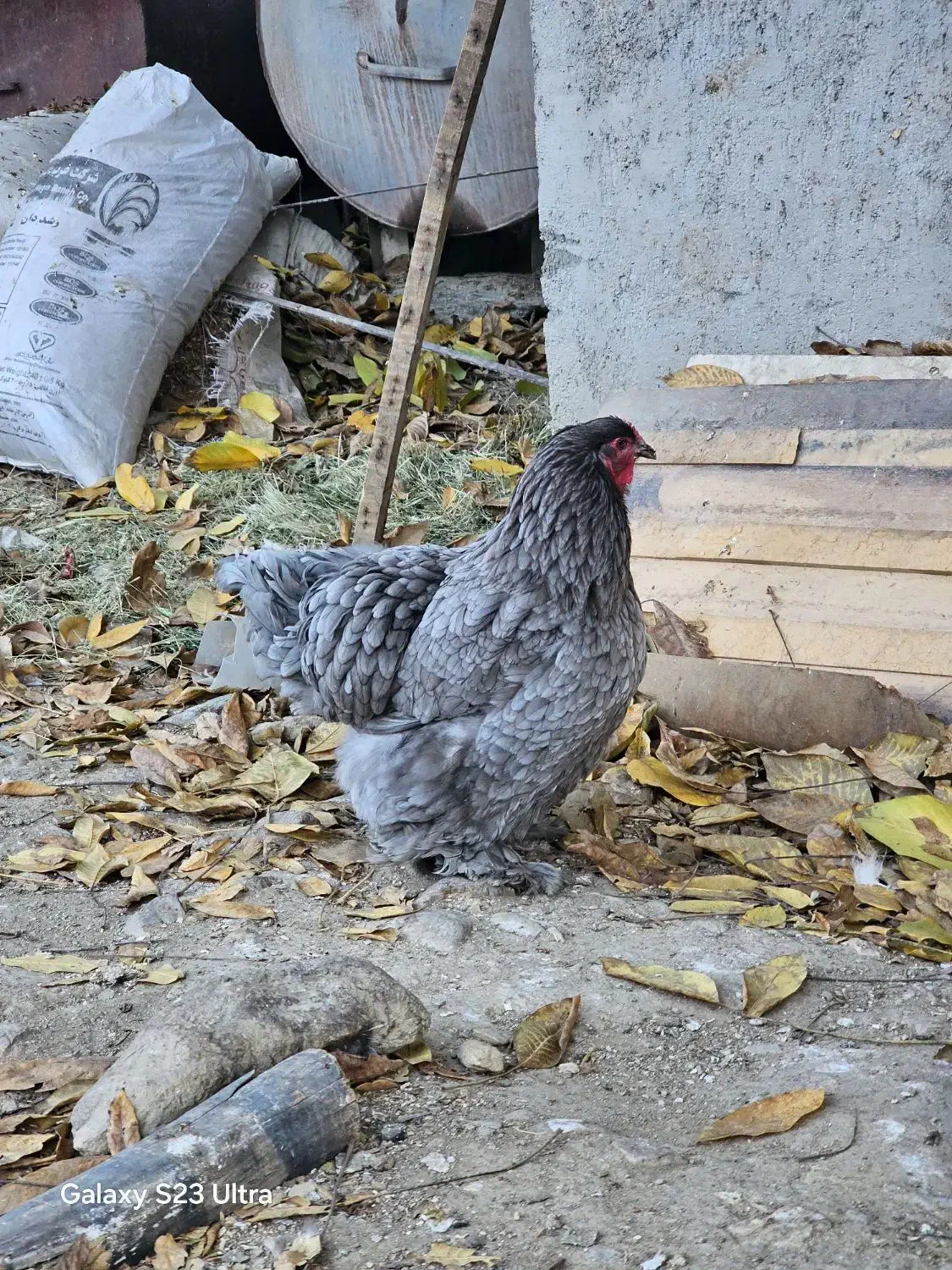 برهما اصیل|حیوانات مزرعه|بانه, |دیوار