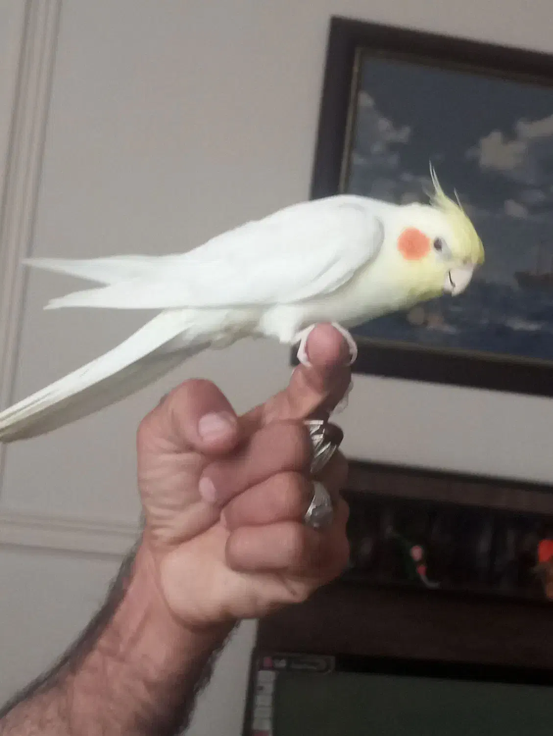 عروس هلندی سخنگو|پرنده|حمیدیا, |دیوار