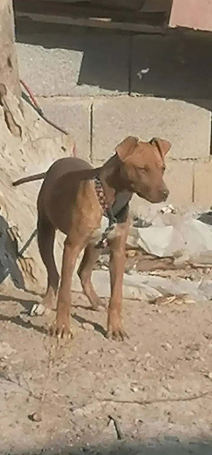 واگذاری پیت بول|سگ|مشهد, ویلاشهر|دیوار