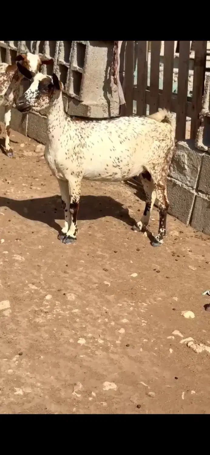 بزغاله و آفریقایی میش|حیوانات مزرعه|ساری, |دیوار