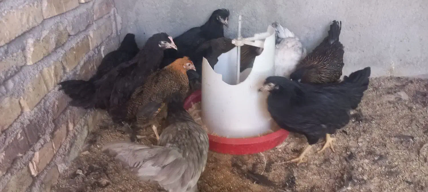 اا تا نیمچه مرغ رسمی قلم سیاه|حیوانات مزرعه|یزد, |دیوار