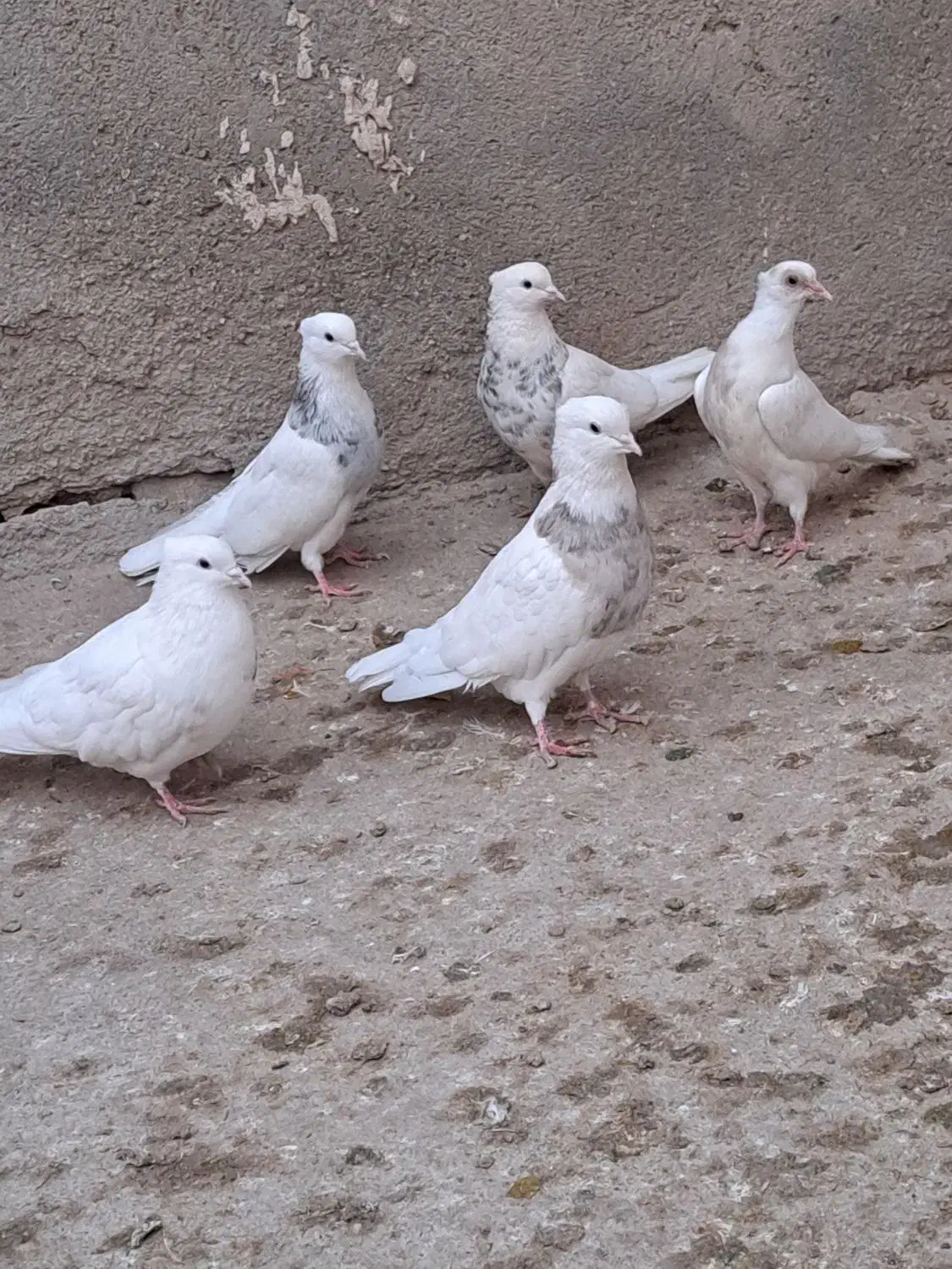 طوقی درجه یک|پرنده|کبودرآهنگ, |دیوار