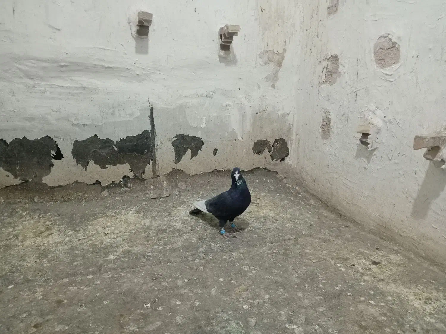 3عددکفتر|پرنده|زرند, |دیوار