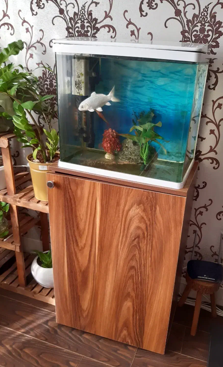 آکواریوم وماهی های داخل آکواریوم ومیز|ماهی|اصفهان, ملک‌شهر|دیوار