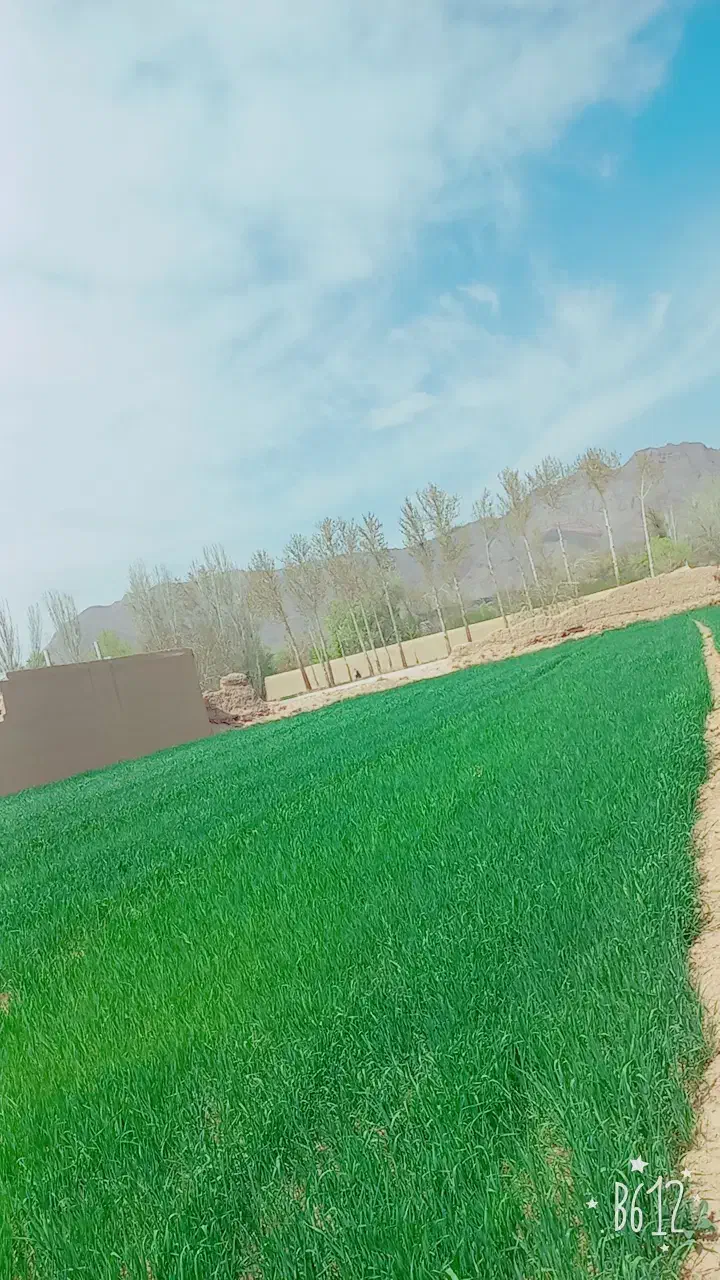 گردنبند گمشده|جواهرات|کاشان, دانش|دیوار