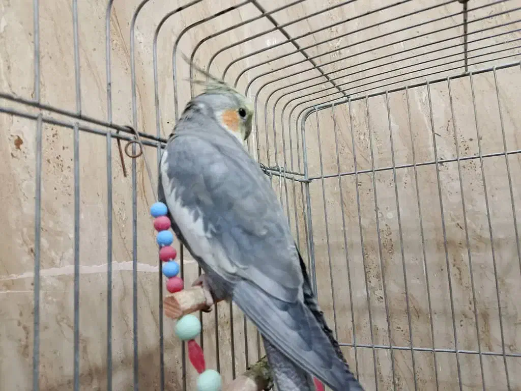 پرنده|پرنده|مریوان, |دیوار