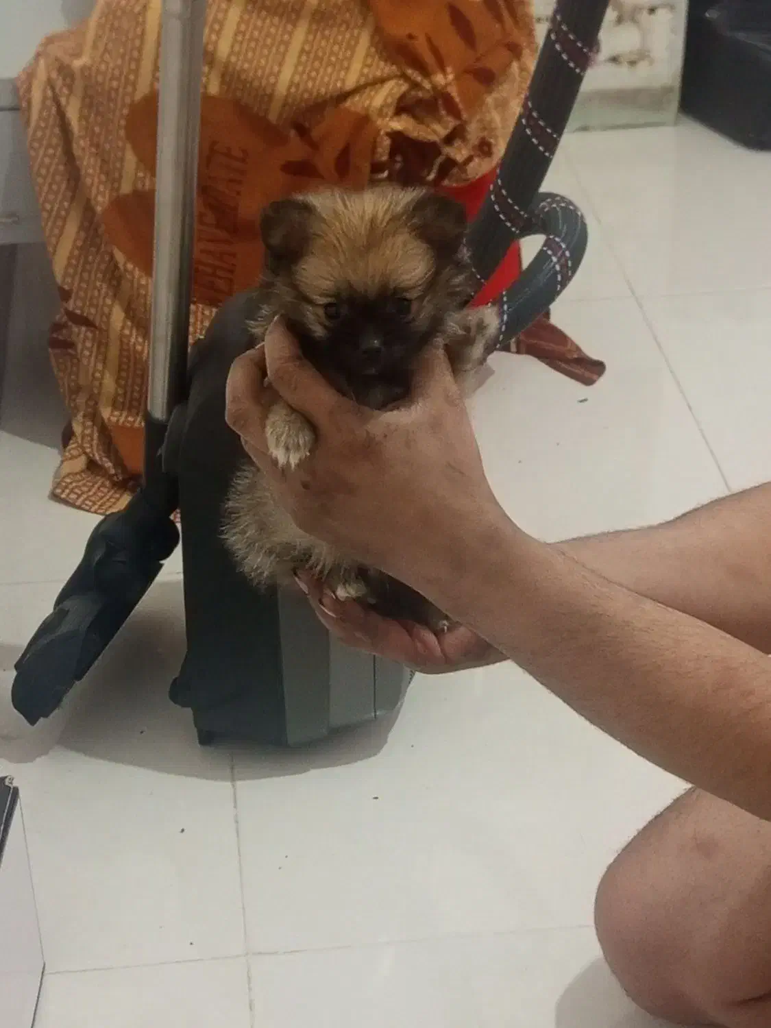 سگگ|سگ|پاکدشت, شهرک امام رضا|دیوار