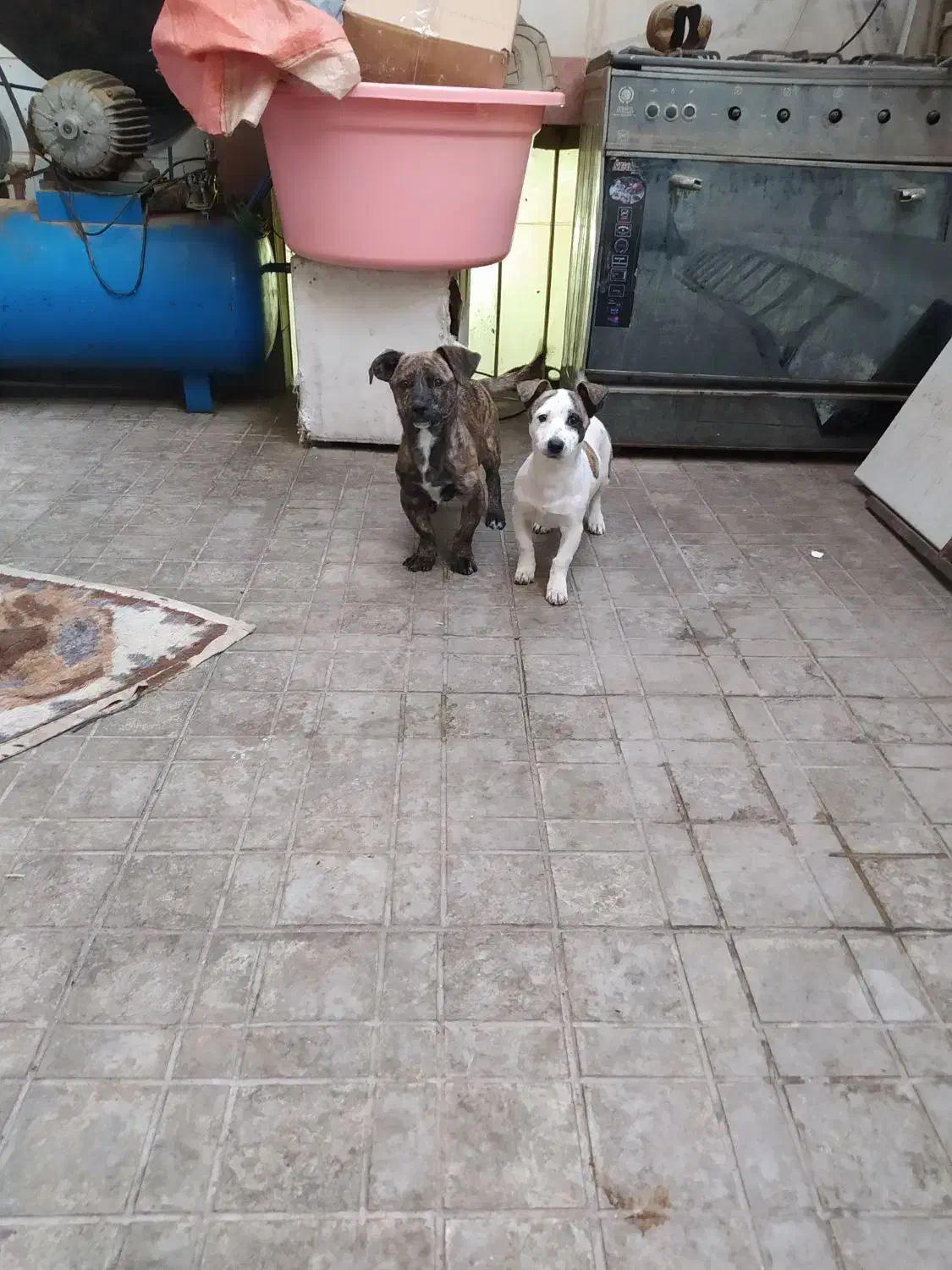 واگذاری دو توله سگ|سگ|محمدشهر, محمدشهر|دیوار