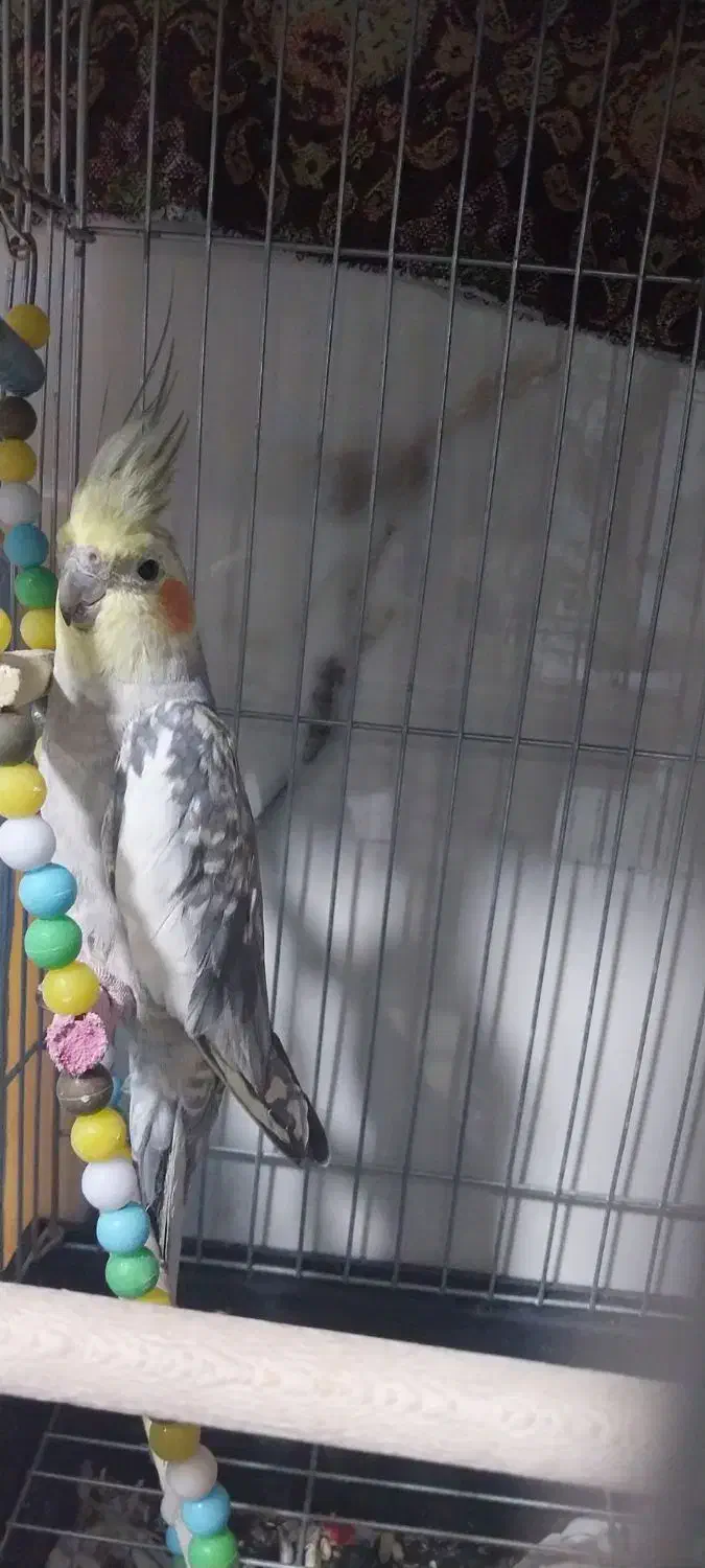 عروس هلندی مولد آماده جفت کردن|پرنده|فلاورجان, |دیوار