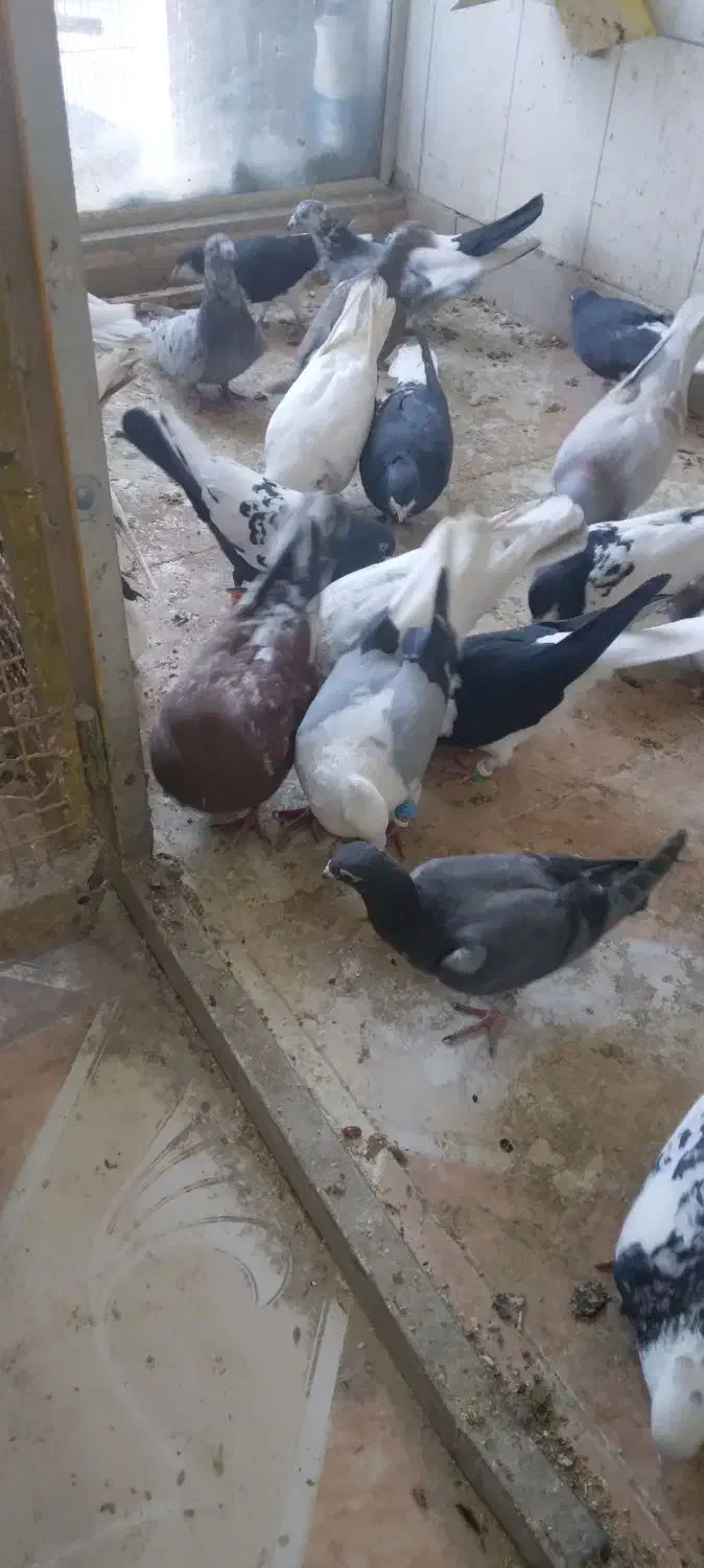 کبوتر رنگی و دورگ|پرنده|شاهینشهر, نبوت|دیوار