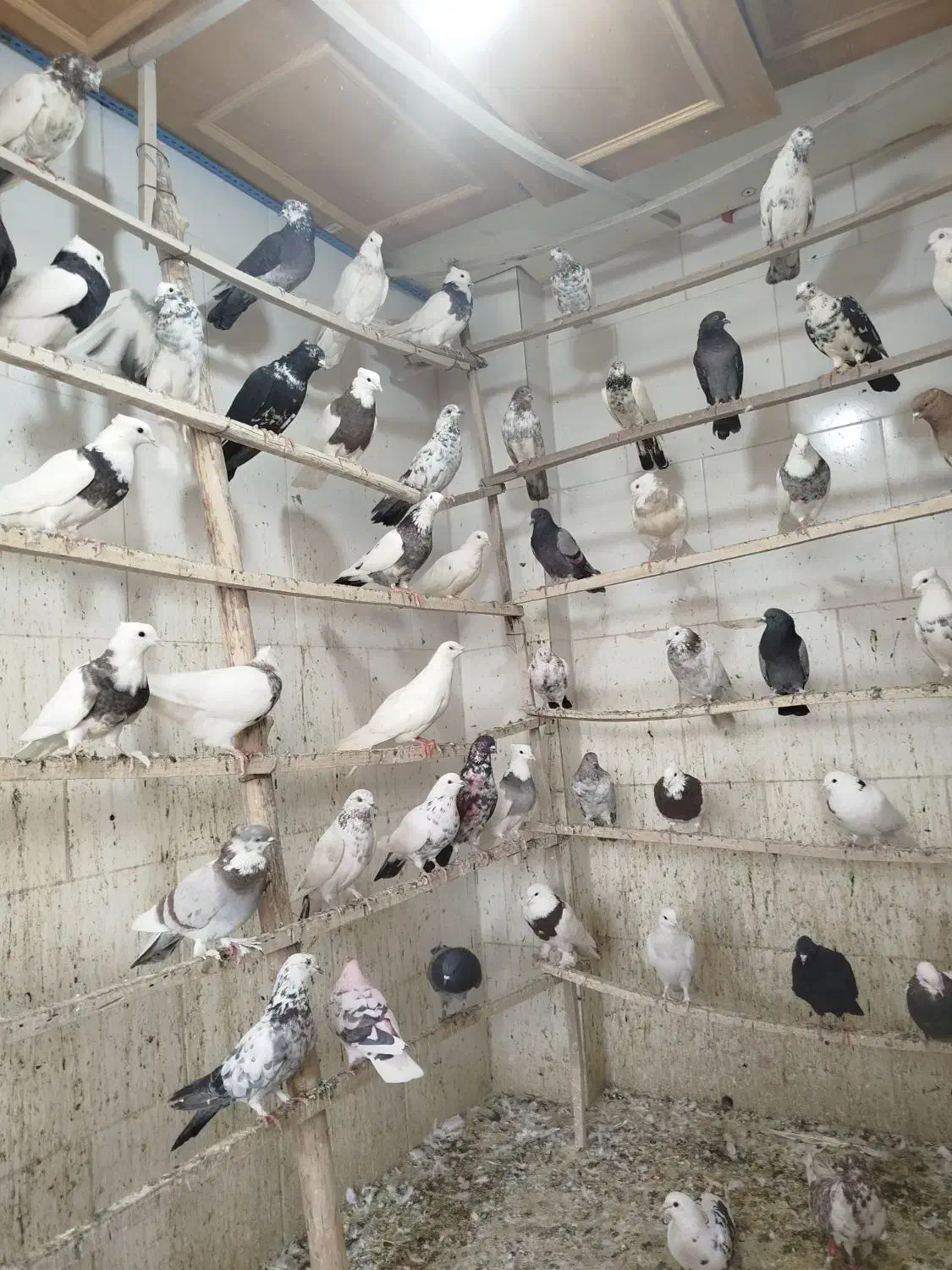 پنجاه عدد کبوتر|پرنده|پیر بکران, |دیوار