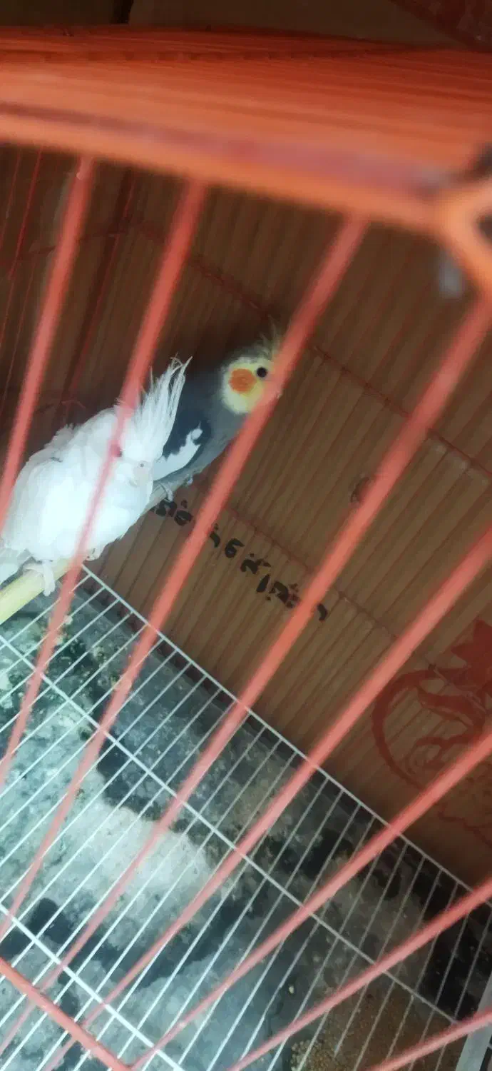 عروس هلندی|پرنده|زیویه, |دیوار