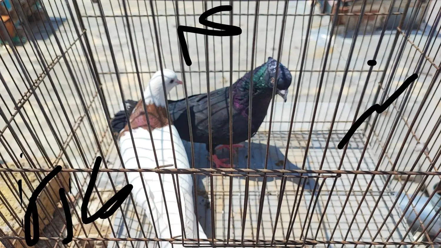کفتر|پرنده|ساوه, |دیوار