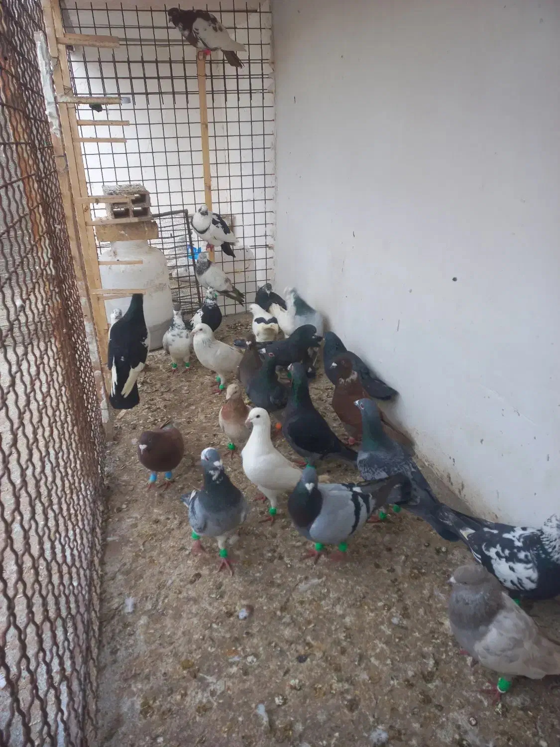 کفتر پرشی|پرنده|اسفراین, |دیوار