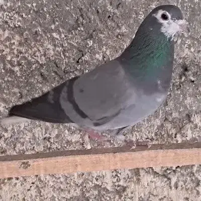 کبوتر دمگیر خرقه|پرنده|خمینی‌شهر, |دیوار