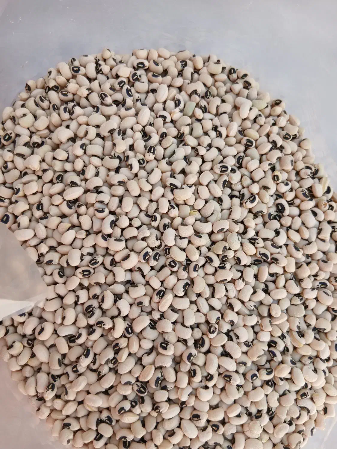 لوبیا چشم بلبلی محلی|خوردنی و آشامیدنی|چرام, |دیوار