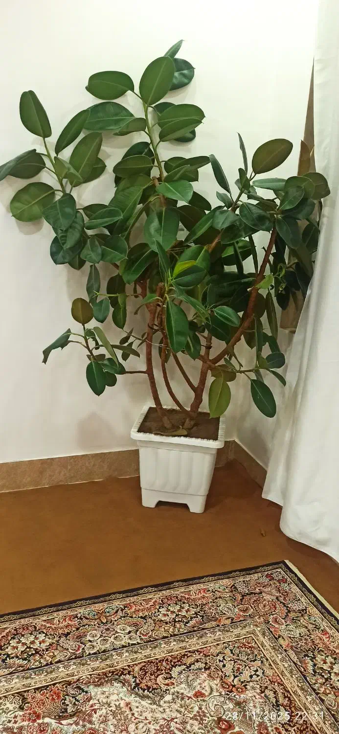 فروش گل فیکوس آلاستیکا|گل و گیاه طبیعی|پیرانشهر, |دیوار