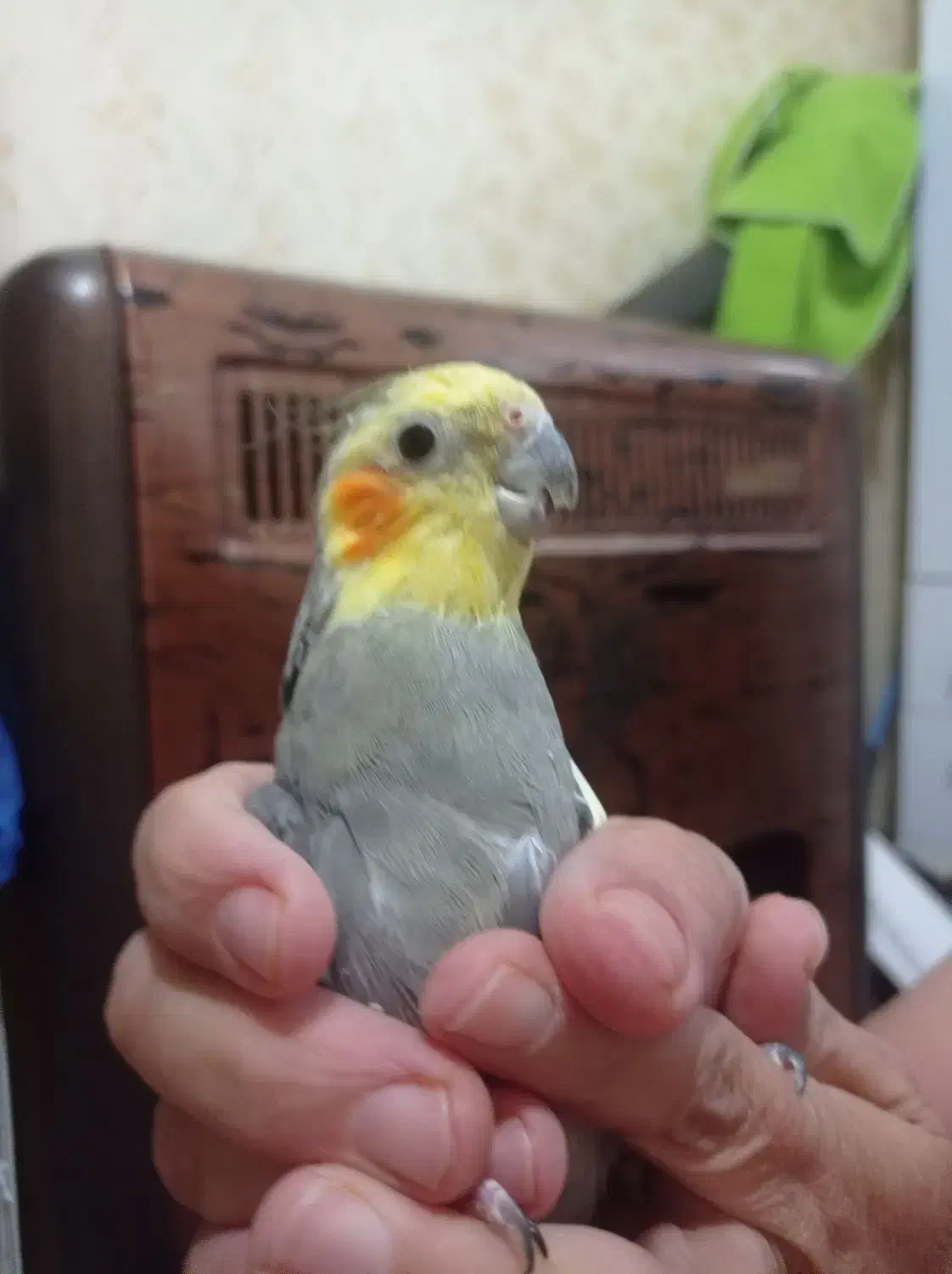 عروس هلندی|پرنده|مشهد, ویلاشهر|دیوار