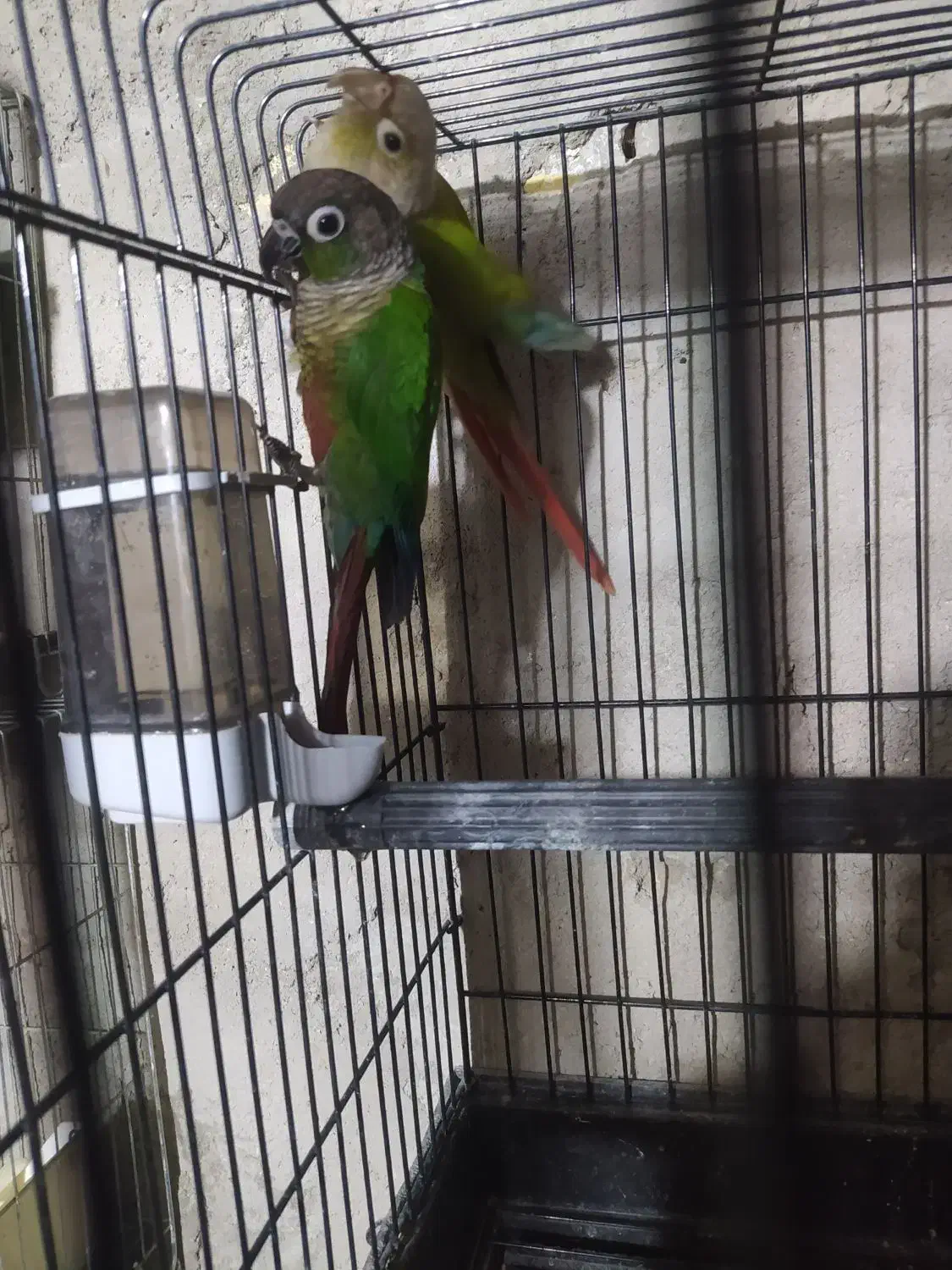 گرینچیک مولد|پرنده|ابهر, |دیوار