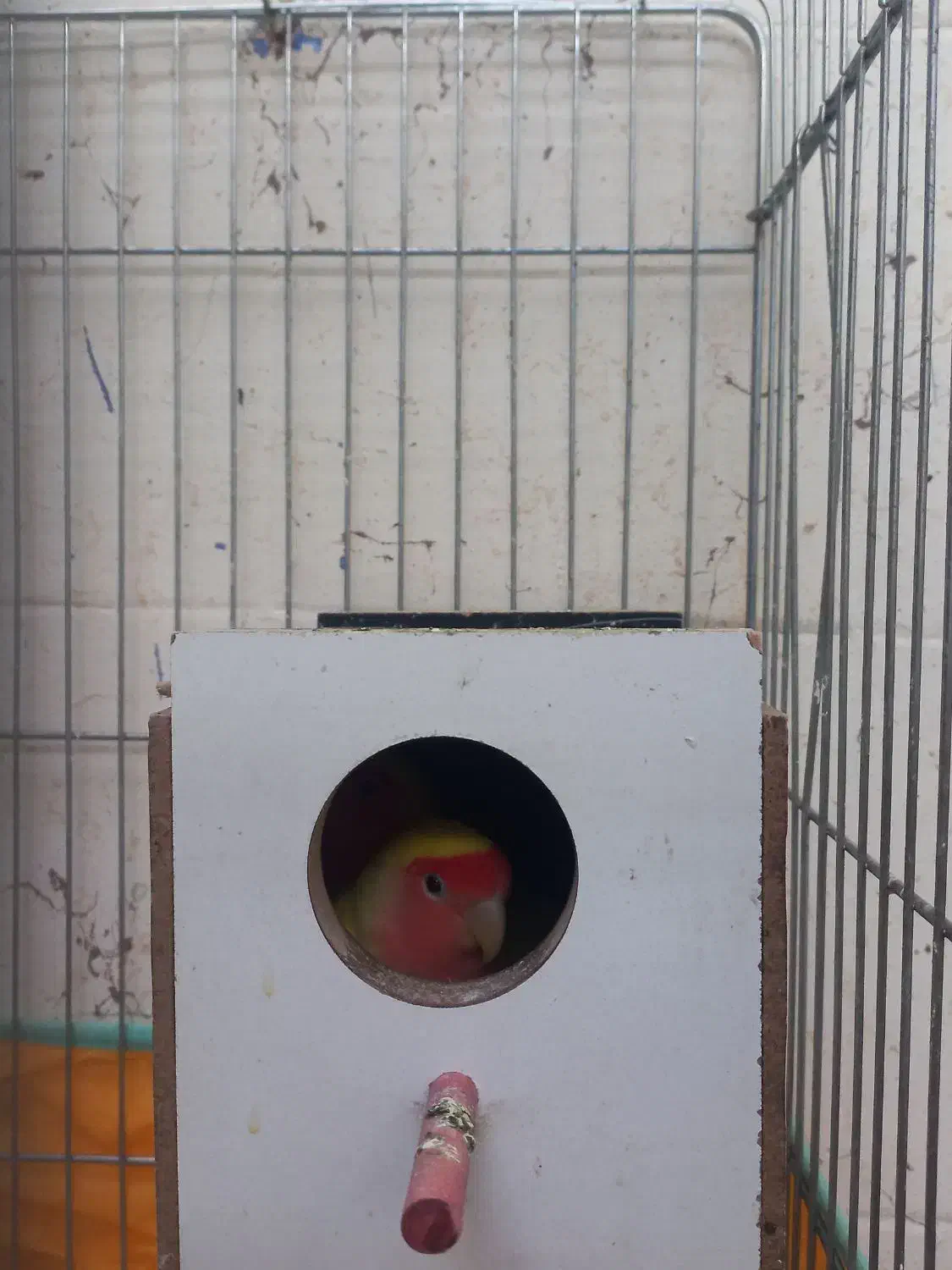 ی جفت برزیلی|پرنده|شوشتر, |دیوار