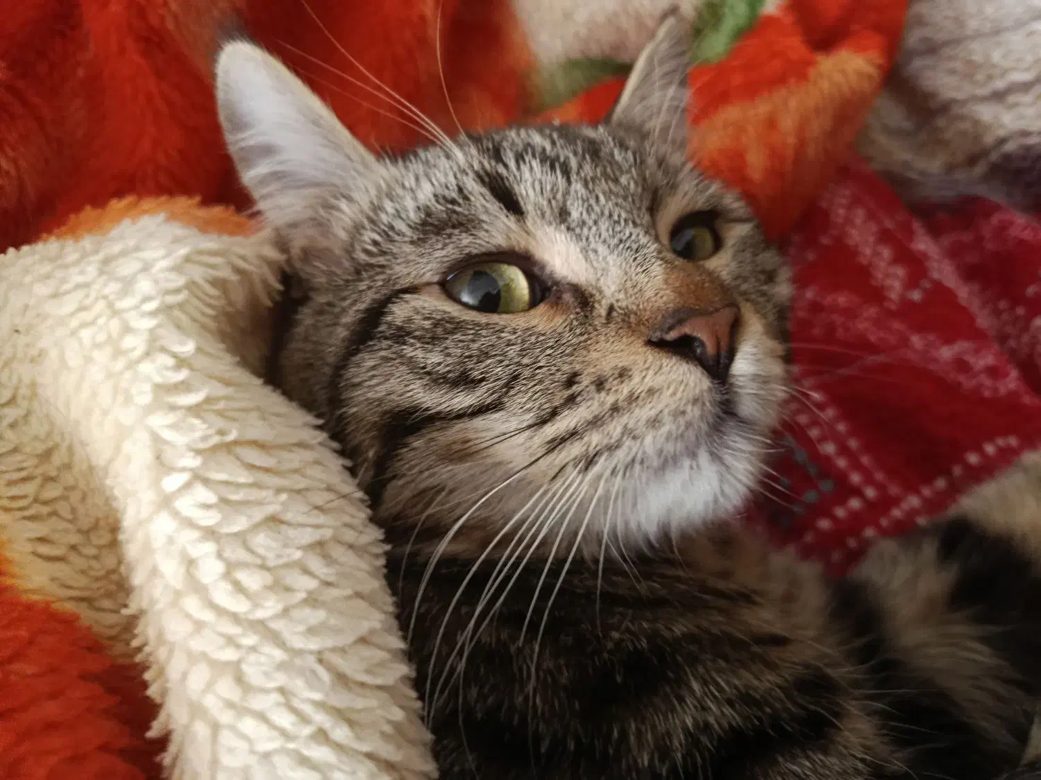 گربه|گربه|شیروان (خراسان), |دیوار