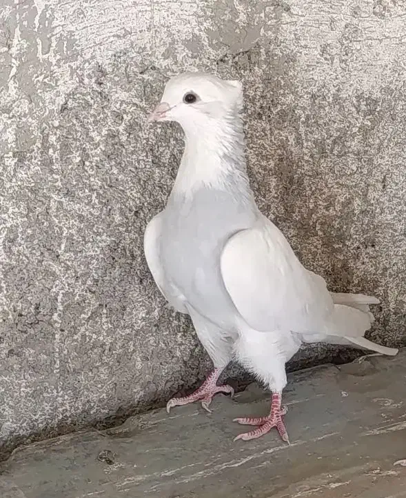 طوقی آبی|پرنده|مبارکه, |دیوار