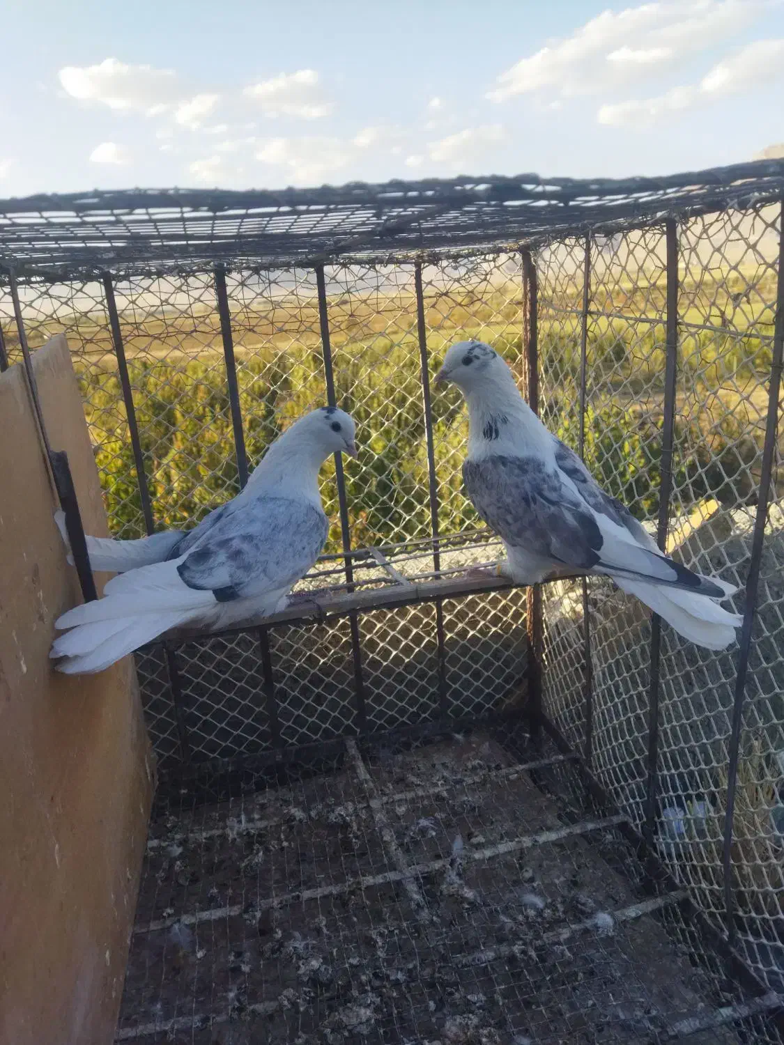 کبوتر|پرنده|بهارستان, |دیوار