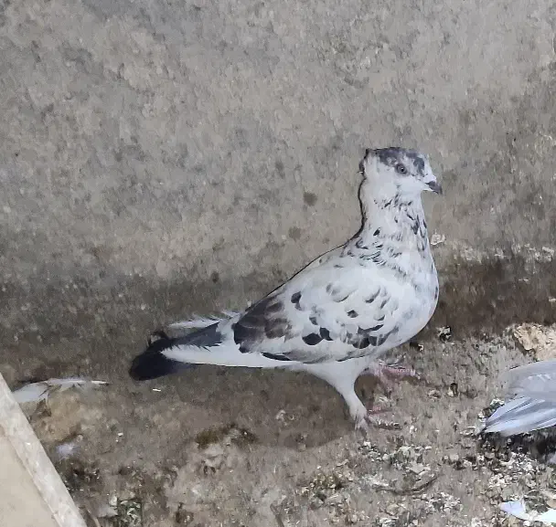 چند عدد کبوتر پرشی دونه ای صد تمن|پرنده|برازجان, |دیوار