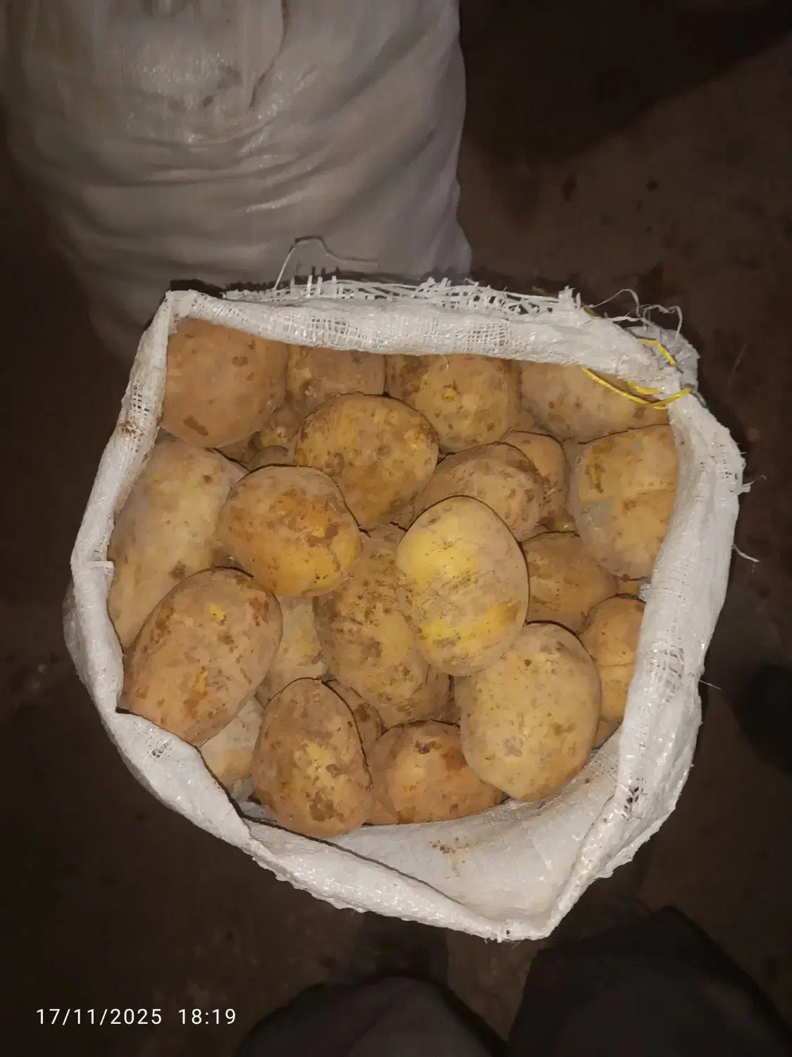 فروش سیب زمینی اگریا وجیلی درجه یک|عمدهفروشی|چاراویماق, |دیوار