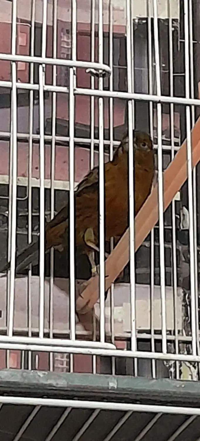 قناری نر و ماده اماده|پرنده|مشهد, هفده شهریور|دیوار