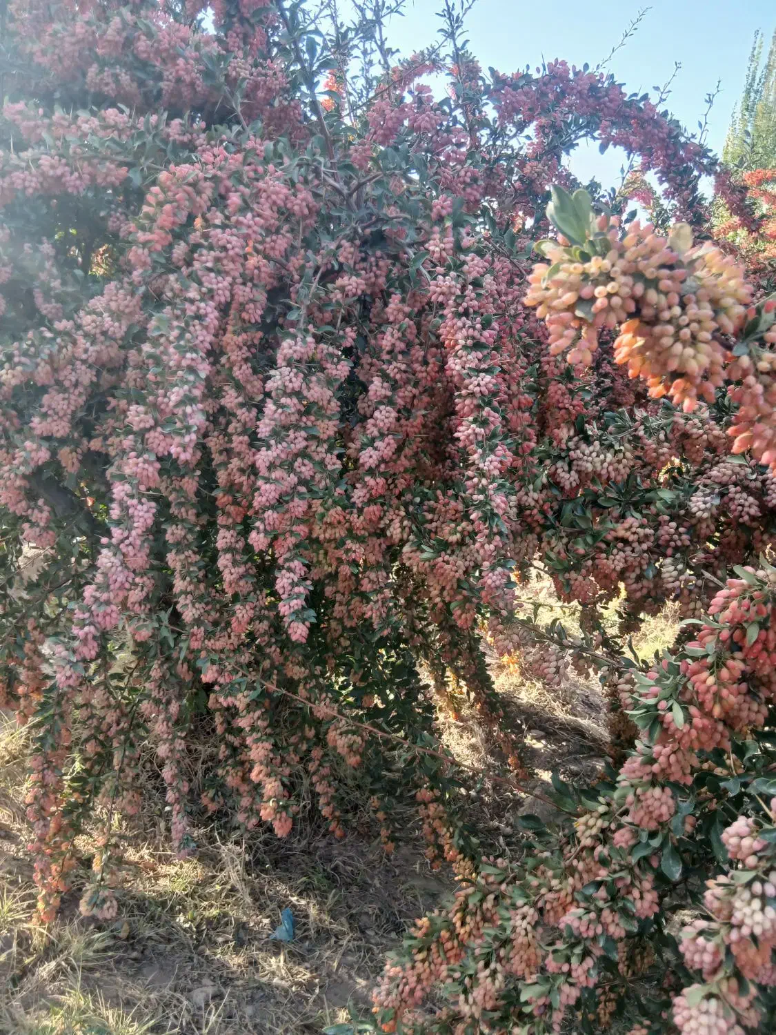 خریدارزرشک تر|خدمات باغبانی و درختکاری|بیرجند, |دیوار