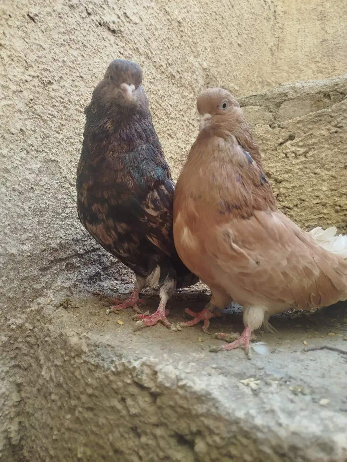 سرور|پرنده|کبودرآهنگ, |دیوار