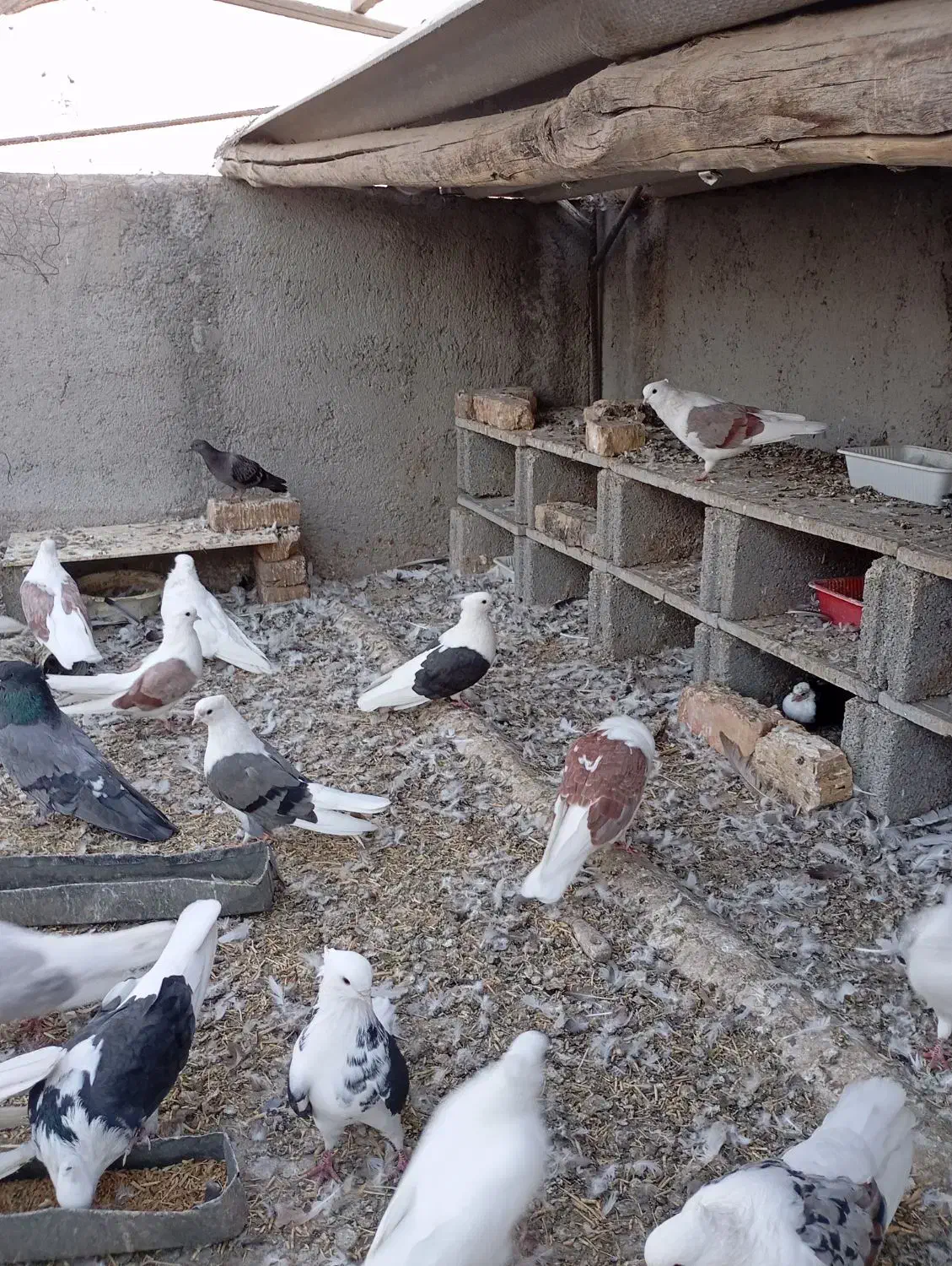 کبوتر پشدار کاکلی نوک کوتاه|پرنده|وحیدیه, |دیوار